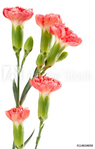 Picture of Pink carnations on a white background